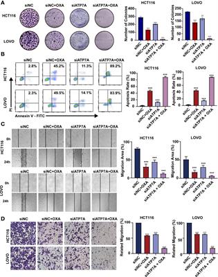 Corrigendum: Effective Delivery of siRNA-Loaded Nanoparticles for Overcoming Oxaliplatin Resistance in Colorectal Cancer